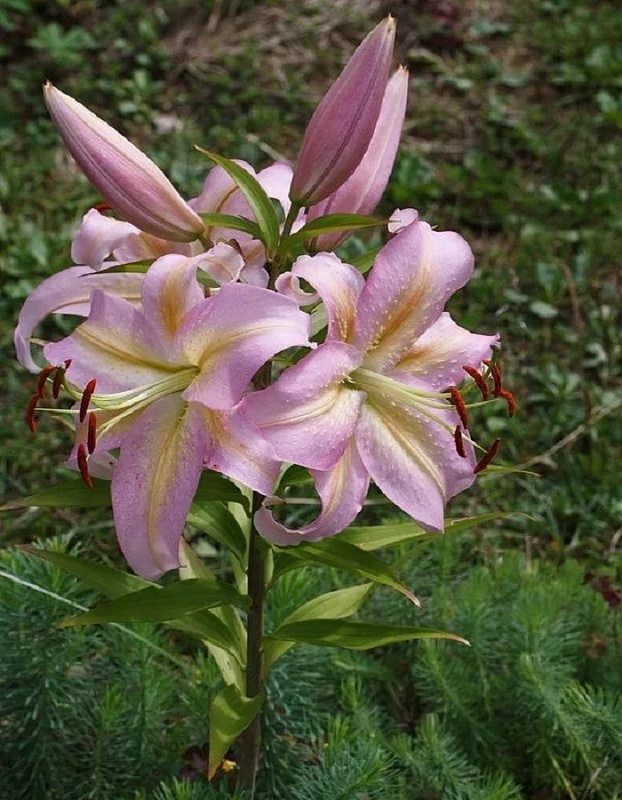 Лилия Фокус Покус 